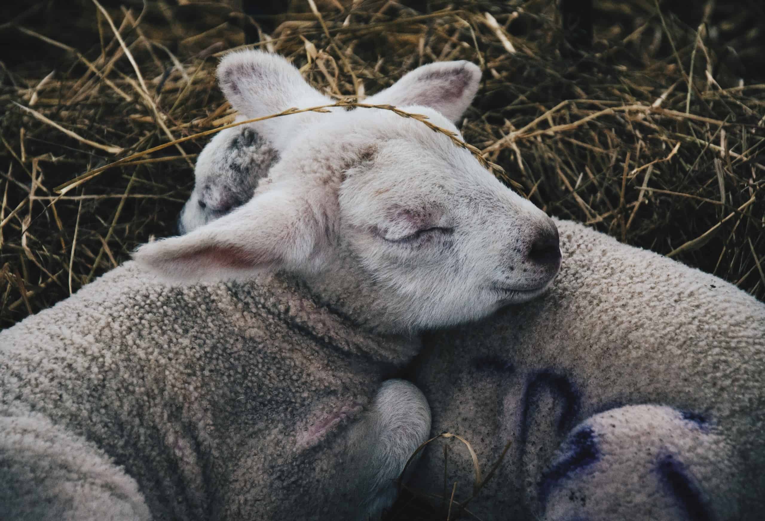 Two lambs sleeping